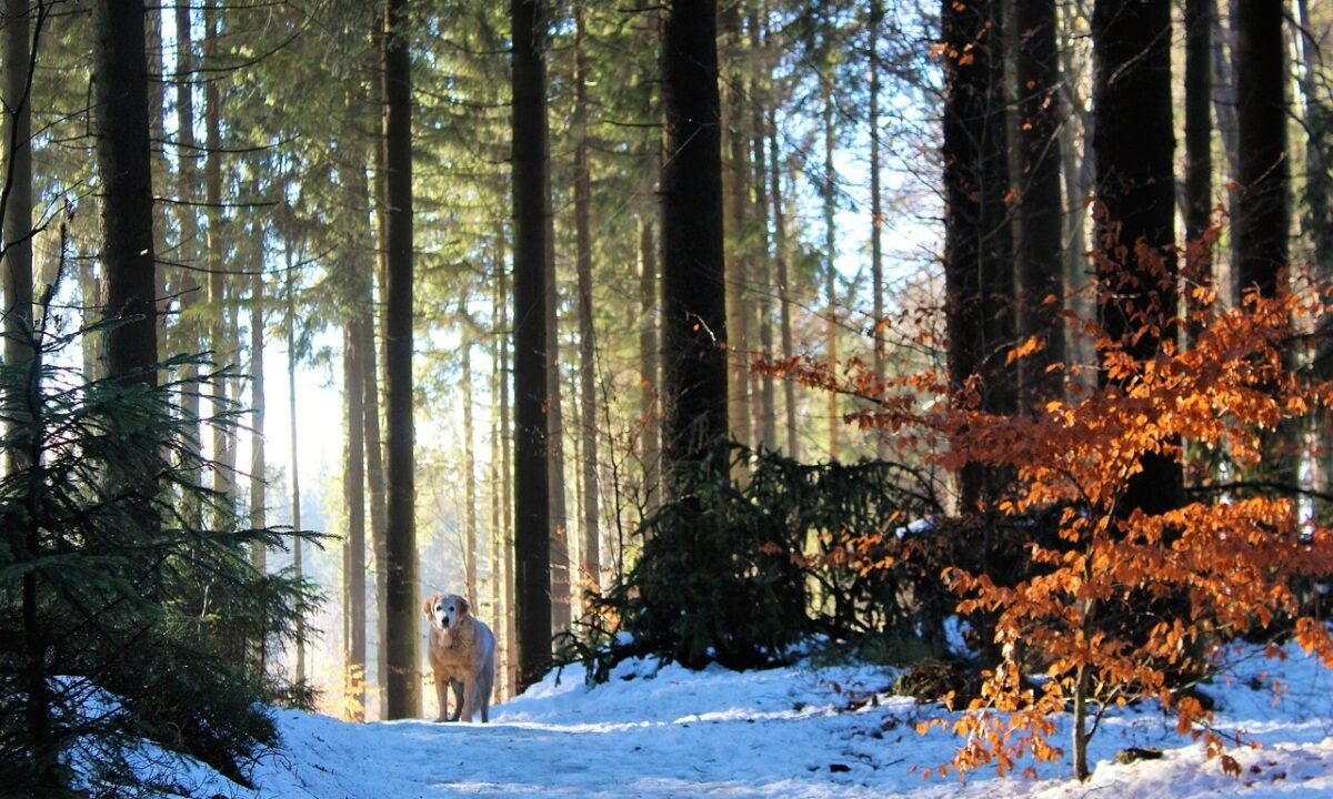 Winterspaziergang statt Fitnessstudio: Die besten Runden für einen Jännernachmittag