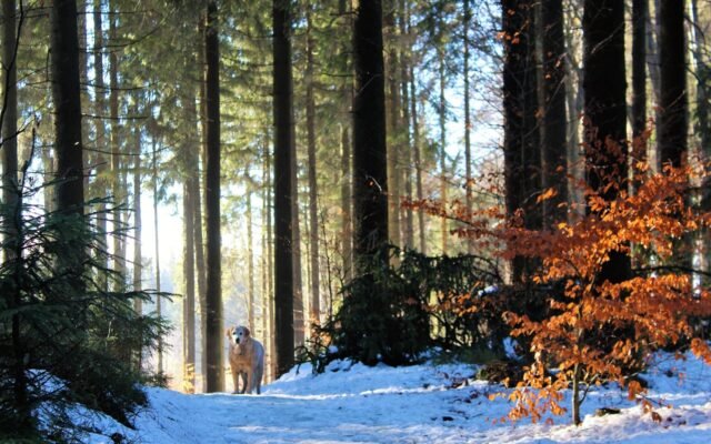 Winterspaziergang statt Fitnessstudio: Die besten Runden für einen Jännernachmittag